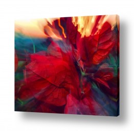 עלים עלים אדומים | red bou