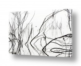 תמונות לסלון תמונות נורדיות | Duck in the water