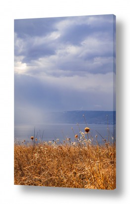 חדרים תמונות למשרד | קוצים בחורף