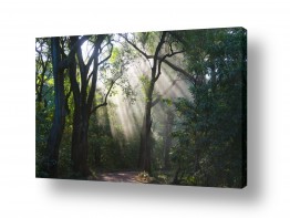 תמונות לפי נושאים חלומי | קרני אור ביער