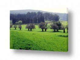 נופים ירוק ופורח | עצי זית בגליל