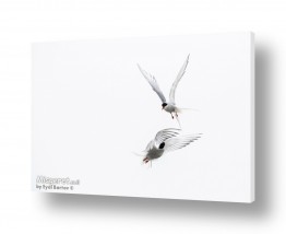 קולקציות Test B&W&R | שחפיות קוטב