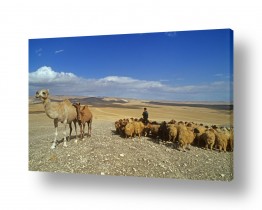 יונקים גמלים | עדר במדבר