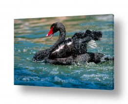 עוף מים ברבור | ברבור שחור