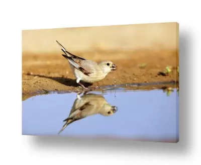 מסגרת ראשי רגע | חצוצרן שחור מקור