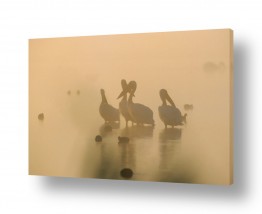 עוף מים שקנאי | שקנאים בערפל