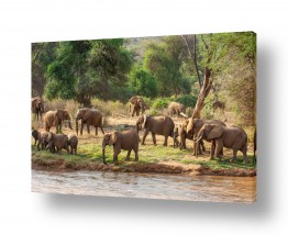 יונקים פילים | עדר פילים ליד הנהר
