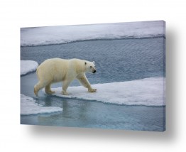תמונות לפי נושאים קרח | דב קוטב