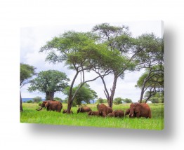 עולם החי בעלי חיים | פילים בסוואנה