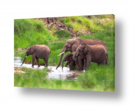 תמונות לפי נושאים שתייה | משפחת פילים בנהר