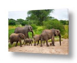 חיות יונקים | משפחת פילים בצעידה