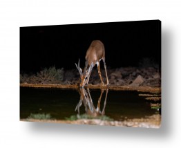 תמונות טבע מדבר | צבי בלילה