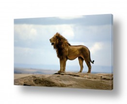 צילומים צילומים בעלי חיים | מלך האריות