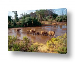 עולם אפריקה | פילים בחציית נהר