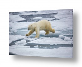 תמונות לפי נושאים קרח | קפיצת דב