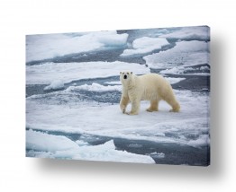 תמונות לפי נושאים קרחונים | דב קוטב