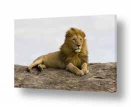 תמונות לפי נושאים אגדות | מנוחת האריה