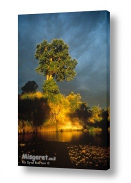 צילומים אייל ברטוב | עץ בסערה