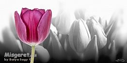 טוליפ-צבעוני