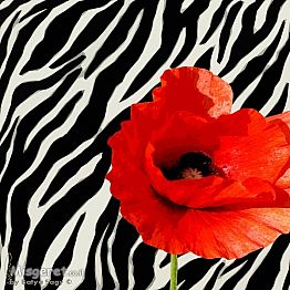 אדום-שחור-לבן