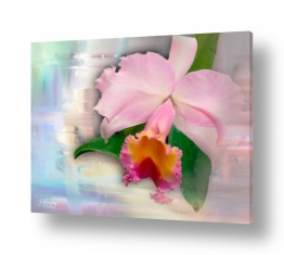 פרחים לפי צבעים פרחים ורודים | Orchidea