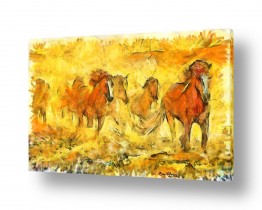 תמונות טבע מדבר | סוסי המדבר