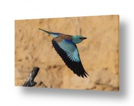 צילומים צילומים בעלי חיים | מעוף הכחל