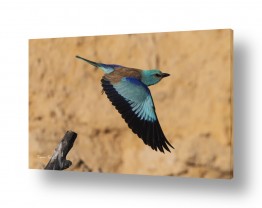 ציפורים תוכים | מעוף הכחל