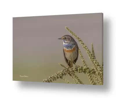 נושאים בעלי חיים - חיות | כחול חזה
