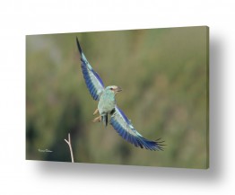 צילומים צילומים בעלי חיים | מעוף הכחל