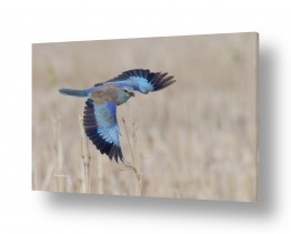 צילומים צילומים בעלי חיים | פריסה כחולה