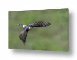 תמונות לפי נושאים רקעים | מעוף הסנונית