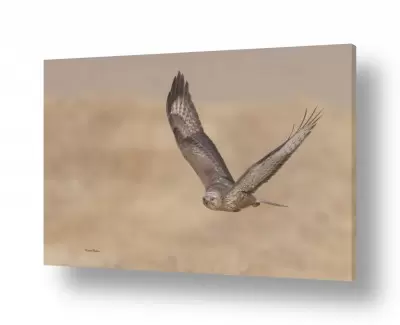 מסגרת ראשי נחישות | טיסה ישירה