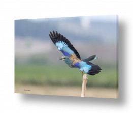 צילומים צילומים בעלי חיים | כחול טורקיז