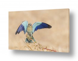 חיות ציפורים | כחול טורקיז