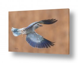 בעלי חיים - חיות עופות | מעוף כחול