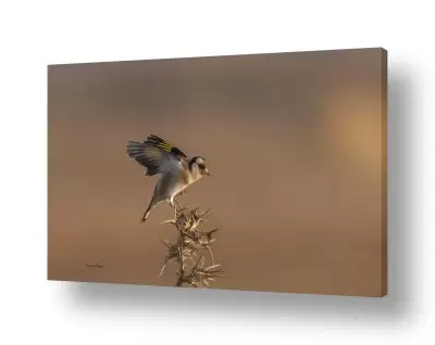 תמונות למשרד תמונות נופי ישראל למשרד | נחיתת החוחית