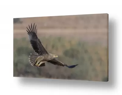 תמונות למשרד תמונות מגניבות למשרד | עיט בהמראה