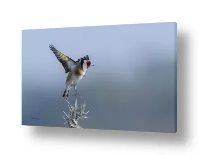 חדרים תמונות לחדרי ילדים | ריקוד החוחית