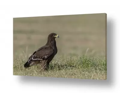 תמונות לחדר שינה תמונות לחדר שינה כפרי | עיט צפרדעים