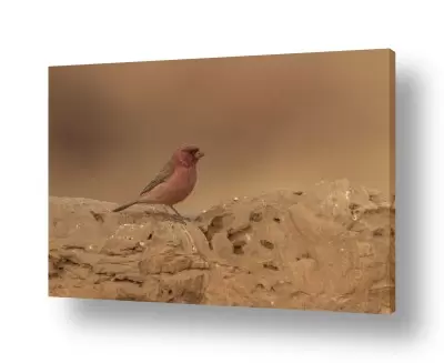 עופות עופות דורסים | ורדית סיני