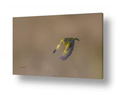 נושאים בעלי חיים - חיות | ירקון באויר