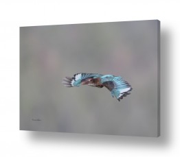 נושאים בעלי חיים - חיות | שלדג בפריסה מלאה