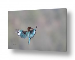 עופות עופות דורסים | רגע לפני