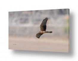 חרקים דבורים | בין שמיים לארץ