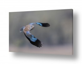 בעלי חיים - חיות עופות | מעוף ישיר