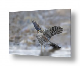 חרקים דבורים | עונג הרחצה