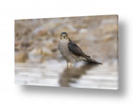 חרקים דבורים | מבט סקרן