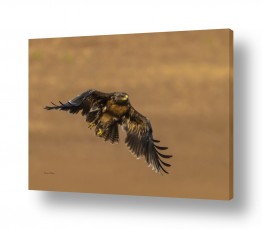 בעלי חיים - חיות עופות | המראה קלה