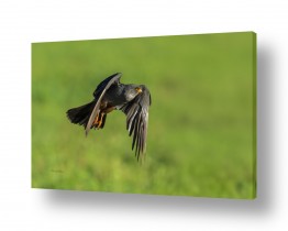 חרקים דבורים | שחור ירוק